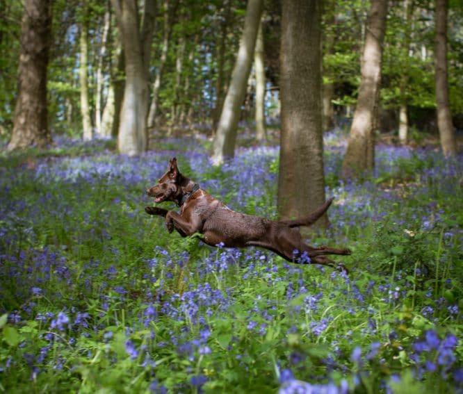 Dog Walks In London: 18 Of The Best To Take Your Pooch