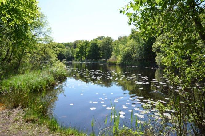 A tree-lined lake in the beautiful Epping Forest, one of the best places for dog walks in London
